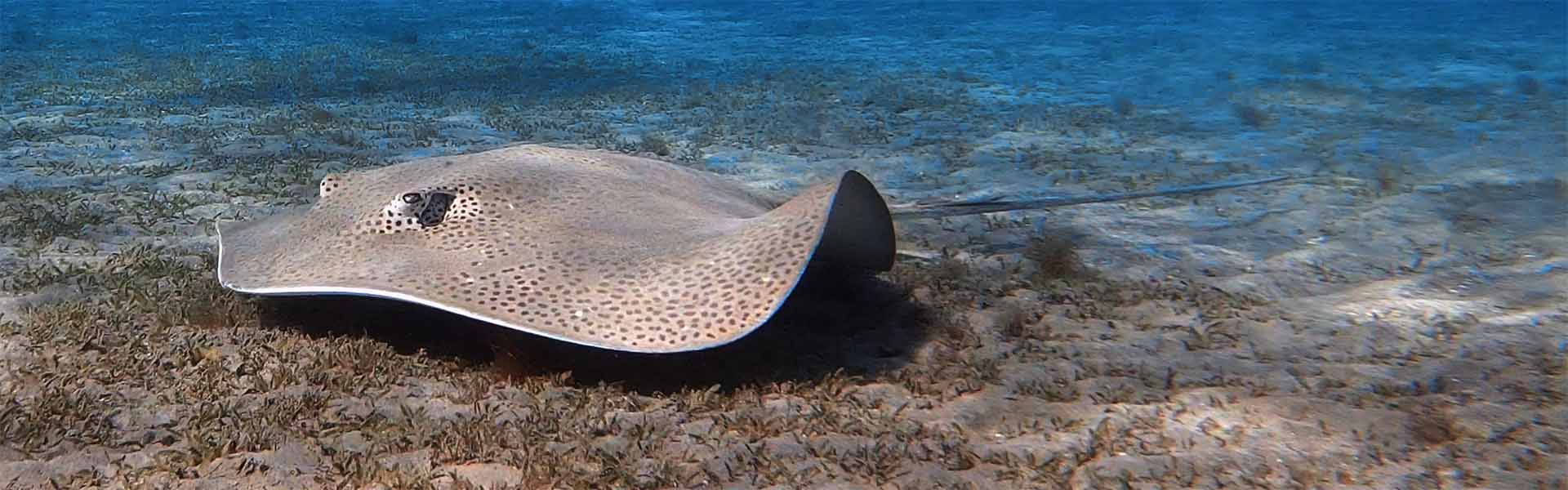 Leopard Whipray